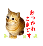 茶トラ 猫 あいさつ スタンプ（個別スタンプ：3）