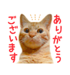 茶トラ 猫 あいさつ スタンプ（個別スタンプ：4）