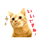 茶トラ 猫 あいさつ スタンプ（個別スタンプ：5）