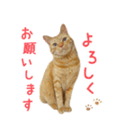 茶トラ 猫 あいさつ スタンプ（個別スタンプ：6）