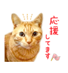 茶トラ 猫 あいさつ スタンプ（個別スタンプ：7）