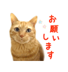 茶トラ 猫 あいさつ スタンプ（個別スタンプ：8）