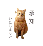茶トラ 猫 あいさつ スタンプ（個別スタンプ：10）