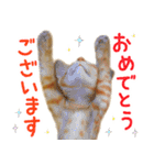 茶トラ 猫 あいさつ スタンプ（個別スタンプ：11）