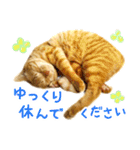 茶トラ 猫 あいさつ スタンプ（個別スタンプ：12）