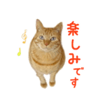 茶トラ 猫 あいさつ スタンプ（個別スタンプ：13）