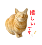 茶トラ 猫 あいさつ スタンプ（個別スタンプ：14）