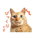茶トラ 猫 あいさつ スタンプ（個別スタンプ：15）