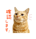 茶トラ 猫 あいさつ スタンプ（個別スタンプ：16）