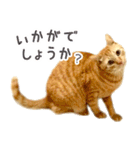 茶トラ 猫 あいさつ スタンプ（個別スタンプ：17）
