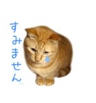 茶トラ 猫 あいさつ スタンプ（個別スタンプ：18）
