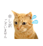 茶トラ 猫 あいさつ スタンプ（個別スタンプ：19）