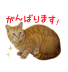 茶トラ 猫 あいさつ スタンプ（個別スタンプ：20）