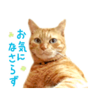 茶トラ 猫 あいさつ スタンプ（個別スタンプ：21）