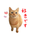 茶トラ 猫 あいさつ スタンプ（個別スタンプ：22）