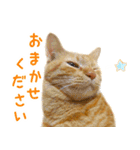 茶トラ 猫 あいさつ スタンプ（個別スタンプ：24）