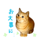 茶トラ 猫 あいさつ スタンプ（個別スタンプ：25）