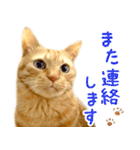 茶トラ 猫 あいさつ スタンプ（個別スタンプ：26）
