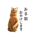 茶トラ 猫 あいさつ スタンプ（個別スタンプ：27）