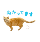 茶トラ 猫 あいさつ スタンプ（個別スタンプ：28）