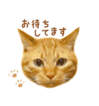茶トラ 猫 あいさつ スタンプ（個別スタンプ：29）