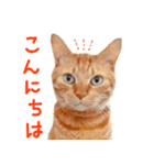 茶トラ 猫 あいさつ スタンプ（個別スタンプ：30）