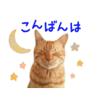 茶トラ 猫 あいさつ スタンプ（個別スタンプ：31）