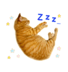 茶トラ 猫 あいさつ スタンプ（個別スタンプ：32）