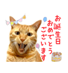 茶トラ 猫 あいさつ スタンプ（個別スタンプ：33）
