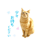 茶トラ 猫 あいさつ スタンプ（個別スタンプ：34）