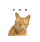 茶トラ 猫 あいさつ スタンプ（個別スタンプ：35）
