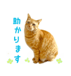 茶トラ 猫 あいさつ スタンプ（個別スタンプ：36）