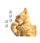 茶トラ 猫 あいさつ スタンプ（個別スタンプ：38）