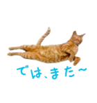 茶トラ 猫 あいさつ スタンプ（個別スタンプ：39）