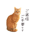 茶トラ 猫 あいさつ スタンプ（個別スタンプ：40）