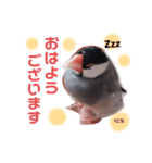 我が家のアイドル♡マロン（個別スタンプ：1）