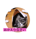 ガッシーねこーず39にゃんシリーズ⑭（個別スタンプ：8）