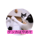 ガッシーねこーず39にゃんシリーズ⑭（個別スタンプ：28）