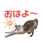 保護猫マロン好日スタンプ9（個別スタンプ：1）