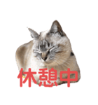 保護猫マロン好日スタンプ9（個別スタンプ：3）
