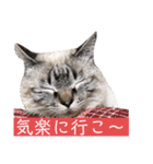 保護猫マロン好日スタンプ9（個別スタンプ：4）
