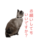 保護猫マロン好日スタンプ9（個別スタンプ：5）