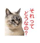 保護猫マロン好日スタンプ9（個別スタンプ：7）