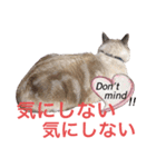 保護猫マロン好日スタンプ9（個別スタンプ：8）