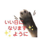 保護猫マロン好日スタンプ9（個別スタンプ：9）