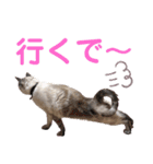 保護猫マロン好日スタンプ9（個別スタンプ：10）