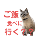 保護猫マロン好日スタンプ9（個別スタンプ：11）
