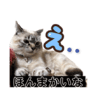 保護猫マロン好日スタンプ9（個別スタンプ：14）