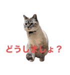 保護猫マロン好日スタンプ9（個別スタンプ：16）
