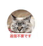 保護猫マロン好日スタンプ9（個別スタンプ：17）